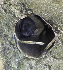 Myotis austroriparius