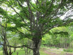 Acer japonicum