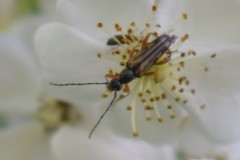 Analeptura