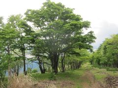 Acer japonicum