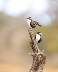 Pomatostomus ruficeps