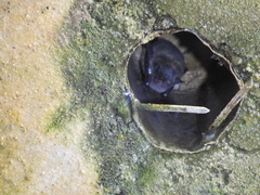 Myotis austroriparius