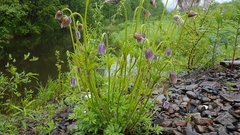 Pulsatilla dahurica
