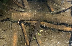 Salvelinus fontinalis