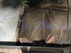 Salvelinus fontinalis