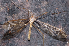 Leptotarsus binotatus