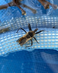 Rhynocoris ventralis