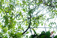 Vireo flavoviridis