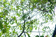 Vireo flavoviridis
