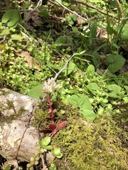 Sedum ternatum
