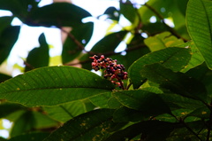 Miconia trinervia