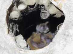 Myotis austroriparius