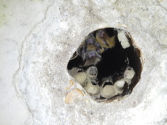 Myotis austroriparius