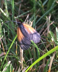 Pyromorpha dimidiata