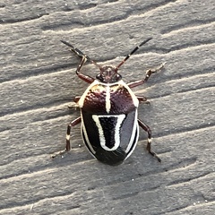 Perillus circumcinctus