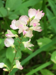 Hylodesmum glutinosum