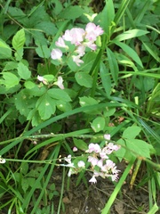 Hylodesmum glutinosum
