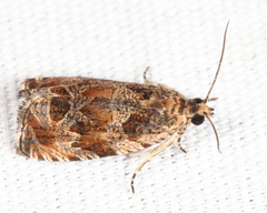 Olethreutes baccatanum