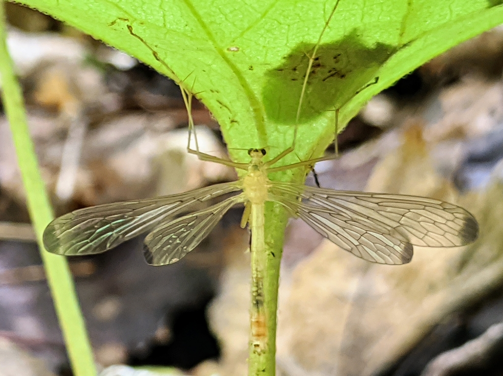 Black-tipped Hangingfly