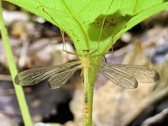 Hylobittacus apicalis