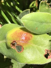 Exobasidium arctostaphyli