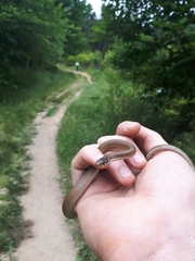 Hebius vibakari