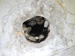 Myotis austroriparius