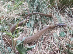 Hebius vibakari