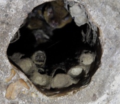 Myotis austroriparius