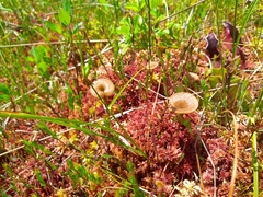 Arrhenia sphagnicola