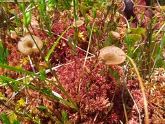 Arrhenia sphagnicola