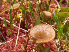 Arrhenia sphagnicola