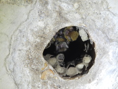 Myotis austroriparius