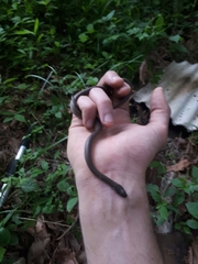 Hebius vibakari