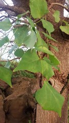 Erythrina variegata