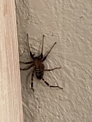 Long-palped Ant-mimic Sac Spider photo 4