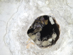 Myotis austroriparius