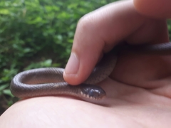 Hebius vibakari