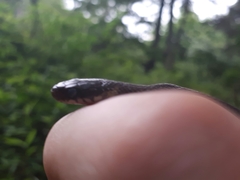 Hebius vibakari