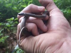 Hebius vibakari