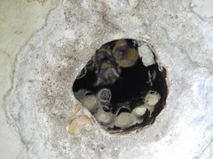 Myotis austroriparius