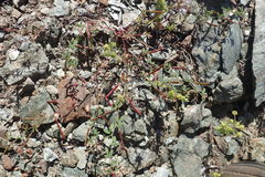 Acmispon parviflorus