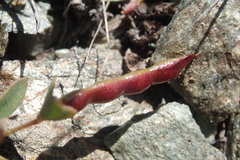 Acmispon parviflorus