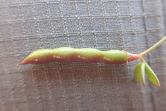 Acmispon parviflorus