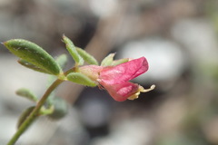 Acmispon parviflorus