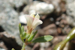 Acmispon parviflorus