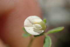 Acmispon parviflorus