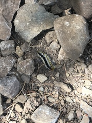 Lophocampa ingens