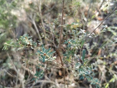 Pultenaea euchila