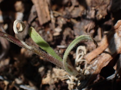 Allophyllum